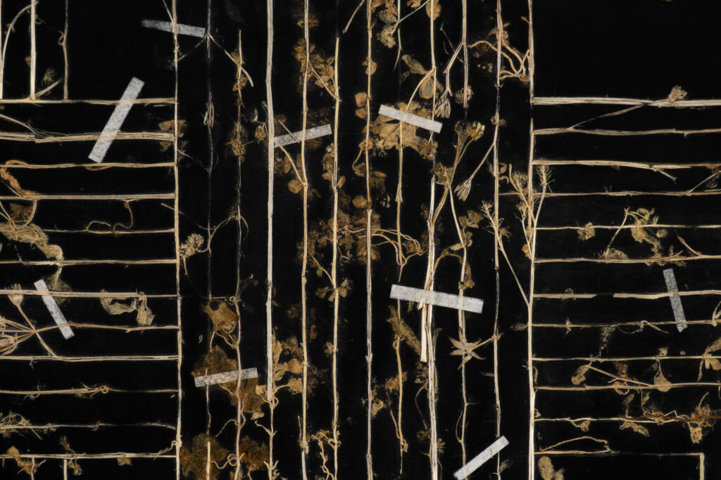 Gerhard marx, dwelling drawing i, plant material and acrylic ground on canvas and board, 70 x 90 cm (c) matt slater hr (detail 6) (1)